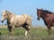 Pretty Palomino and Sorrel