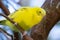 Pretty parakeet in an aviary in a protected park