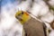 Pretty parakeet in an aviary in a protected park