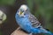 Pretty parakeet in an aviary in a protected park