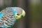 Pretty parakeet in an aviary in a protected park