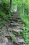 Pretty pathway through the woods, with heavy stones and roots leading the way, trees leaning in from either side