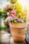 Pretty patio or balcony pot with container flowers: roses and verbena in Sunlight, container planting and gardening concept.