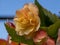 Pretty peach Begonia flowering in a conservatory