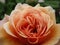 Pretty peach rose flower close up in a garden, Canada, 2018