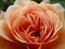 Pretty peach rose flower close up in a garden, Canada, 2018