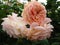 Pretty peach rose flowers at Queen Elizabeth Park Rose Garden, British Columbia, Canada, 2018