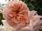 Pretty peach rose flowers at Queen Elizabeth Park Rose Garden, British Columbia, Canada, 2018