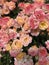 Pretty peachy roses background