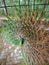 Pretty peacock seeking for attention, pretty feather