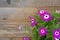 Pretty Pericallis Daisy Flower Bunch with Leaves against a Rustic Brown and Grey Wood Board Background with room or space for copy