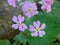 Pretty petit bunch of purple flowers in bloom with a green background filled with leaves