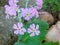 Pretty petit bunch of purple flowers in bloom with a green background filled with leaves