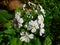 Pretty petit bunch of white flowers in bloom with a green background filled with leaves