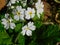 Pretty petit bunch of white flowers in bloom with a green background filled with leaves