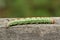 A pretty Pine hawk-moth, Sphinx pinastri, walking along a wooden fence in a pine forest.