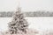 Pretty pine tree covered in rime ice frost in winter in Minnesota