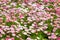 Pretty pink Bellis flowers