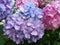 Pretty Pink and Blue Hydrangea Blossoms in Spring in June