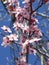 Pretty pink cherry blossoms blooming in Vancouver, 2019