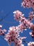 Pretty pink cherry blossoms blooming in Vancouver, 2019