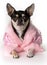 Pretty in Pink Chihuahua