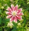 Pretty pink flower petals daisy plant plants flowers meadow single