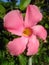 Pretty Pink Flower Power Beauty Blossom