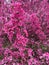 Pretty Pink Flowering Tree in April in Spring