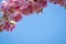 Pretty pink flowers burst into bloom, japanese flowering cherry Prunus serrulata, flowers of fruiting trees, early