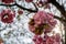 Pretty pink flowers burst into bloom, japanese flowering cherry Prunus serrulata, flowers of fruiting trees, early
