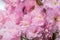Pretty pink flowers burst into bloom, japanese flowering cherry Prunus serrulata, flowers of fruiting trees, early