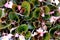 Pretty pink flowers with green leaves of begonia plants in garden