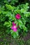 Pretty pink flowers on healthy branches tucked into greenery of bushes in landscaped garden