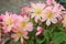 Pretty pink flowers (Lewisia Twedei Rosa)