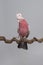 Pretty pink galah cockatoo, seen from the front on a branch on a grey background with its crest up