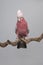 Pretty pink galah cockatoo, seen from the front on a branch on a grey background with its crest up looking at the camera