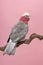Pretty pink galah cockatoo, seen from its back sitting on a branch on a pink background