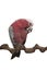 Pretty pink galah cockatoo, sitting on a branch on one leg while eating on a white background