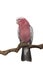 Pretty pink galah cockatoo sitting on a branch on a white background