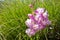 Pretty pink gladiola in grassy field