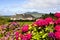 Pretty pink house with flowered garden in the green Irish countryside