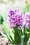 Pretty pink Hyacinths blooming on flower bed , outdoor floral springtime