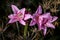 Pretty pink lilies blooming in a garden surrounded by dried thistles