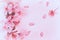 Pretty Pink Plum or Cherry Blossoms on Pastel Pink Card Background with room or space for copy, text or your words.  Horizontal fl