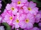 Pretty pink primrose flowers, variety Woodland Delight