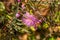 Pretty pink purple flowers of Graceful Honey-Myrtle