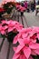 Pretty pink and red poinsettia plants on wood tables, with people standing in line to buy them, Sunnyside Gardens, Saratoga,2018