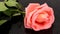 Pretty pink rose flower with dewdrops. Beautiful flower background with soft light effect.