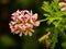 Pretty pink rose geranium flower